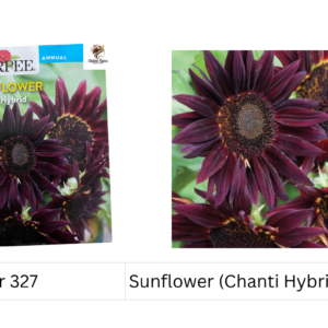 Sunflower (Chanti Hybrid)