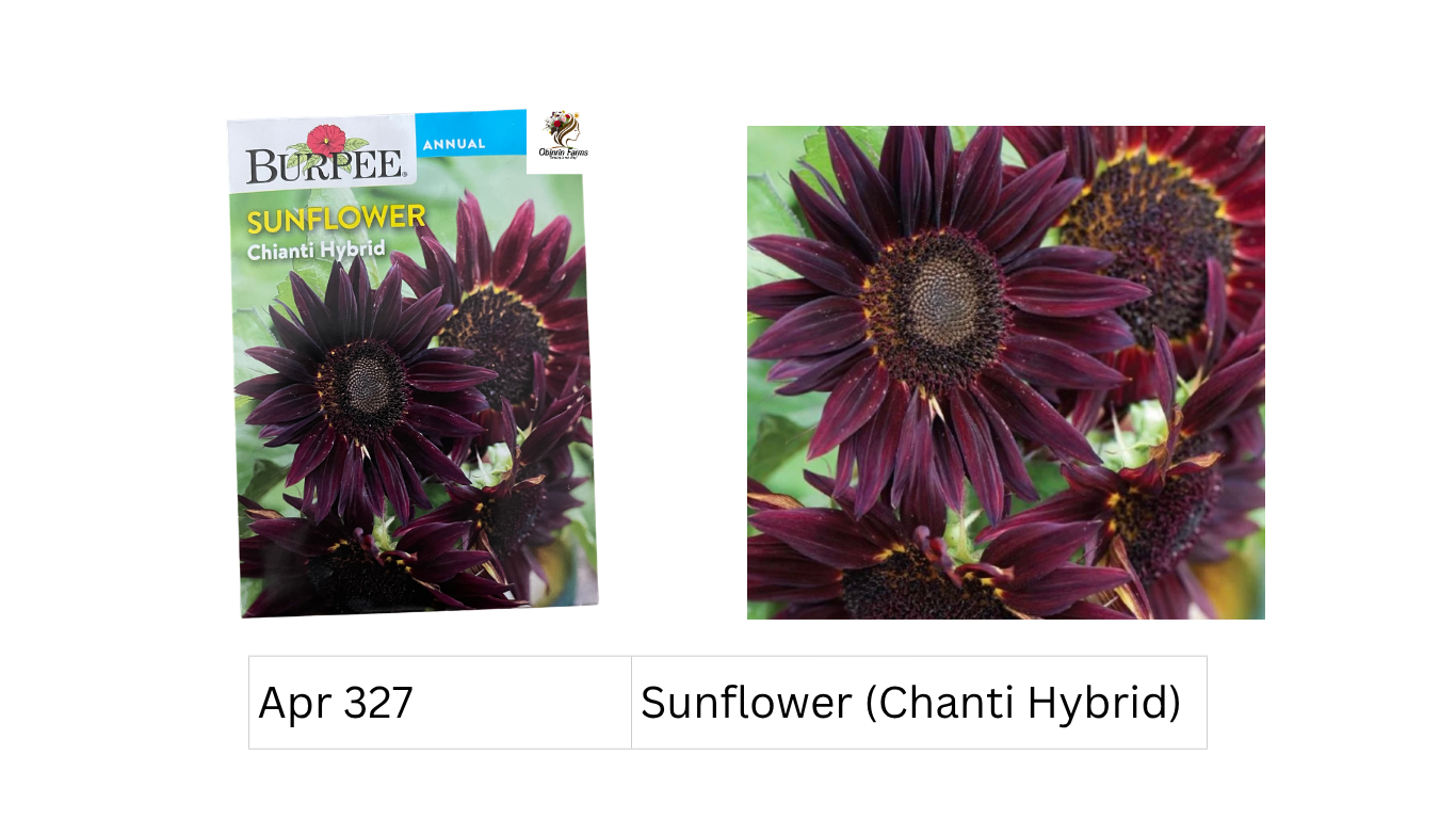 Sunflower (Chanti Hybrid)