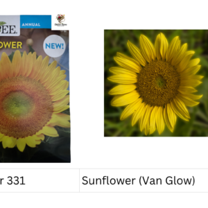 Sunflower (Van Glow)
