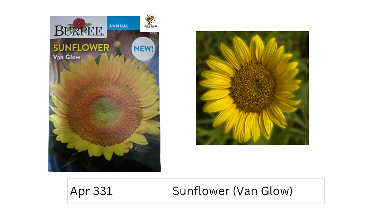 Sunflower (Van Glow)
