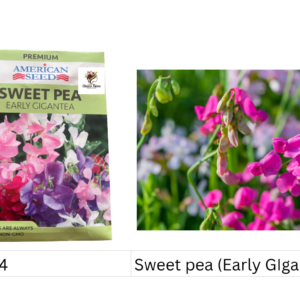 Sweet pea (Early GIgantea)