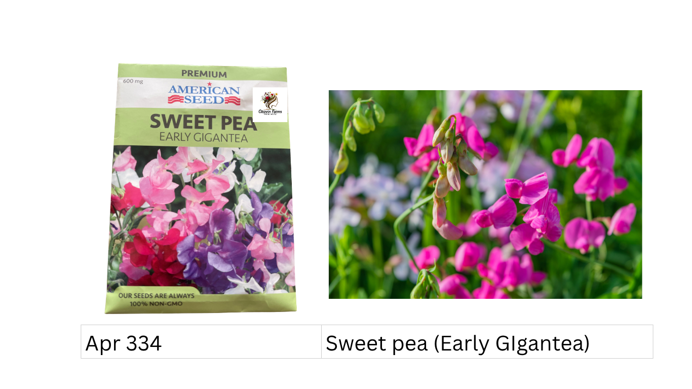 Sweet pea (Early GIgantea)