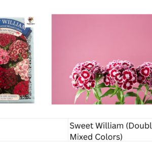 Sweet William (Double Flowered Mixed Colors)