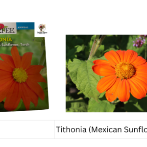 Tithonia (Mexican Sunflower, Torch)