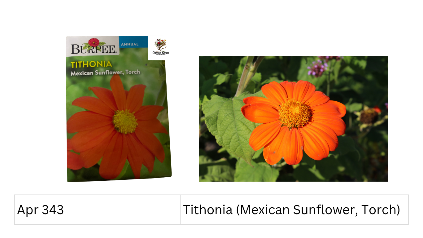 Tithonia (Mexican Sunflower, Torch)