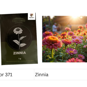 Zinnia