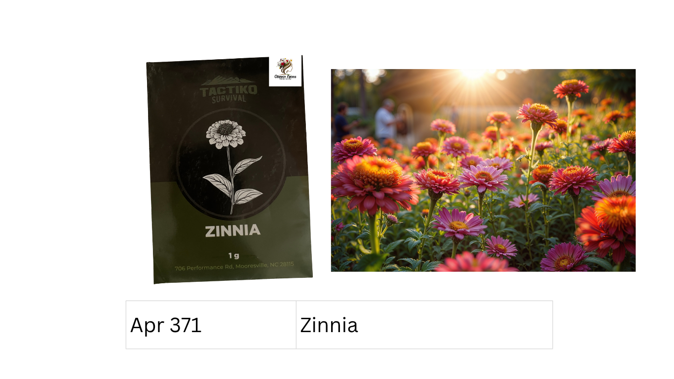 Zinnia