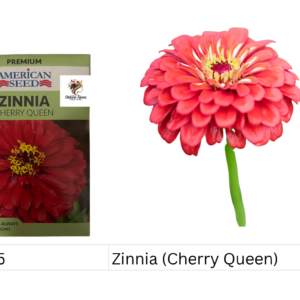 Zinnia (Cherry Queen)