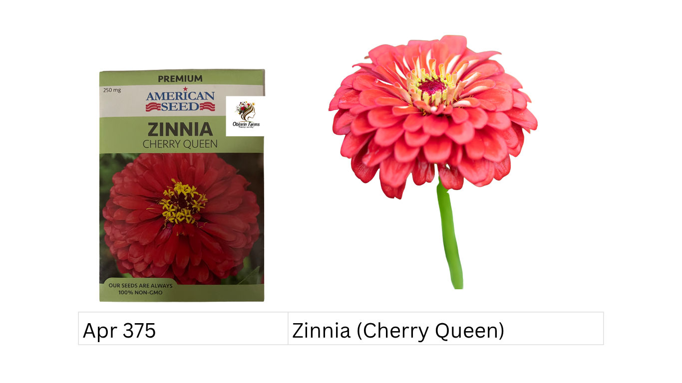 Zinnia (Cherry Queen)