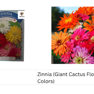 Zinnia (Giant Cactus Flowered Colors)
