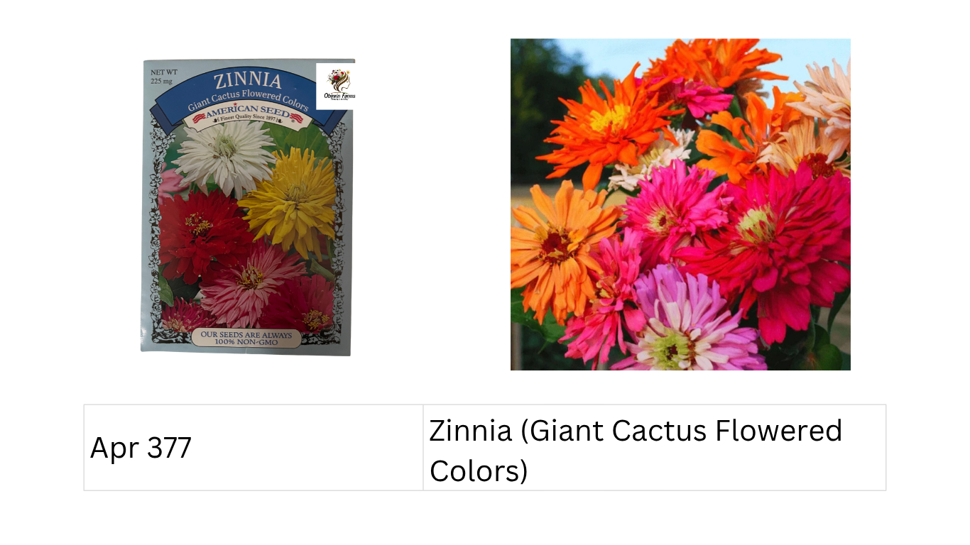 Zinnia (Giant Cactus Flowered Colors)