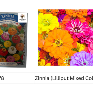 Zinnia (Lilliput Mixed Colors)