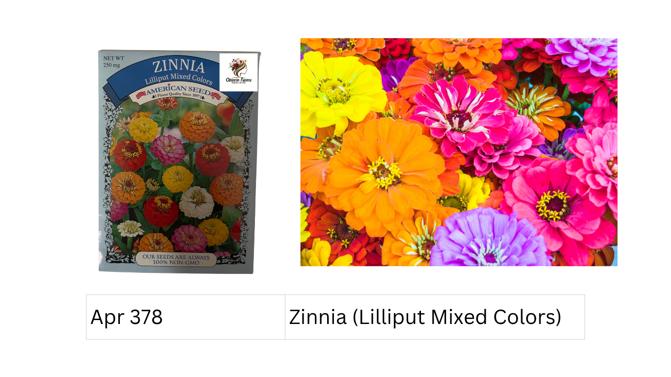 Zinnia (Lilliput Mixed Colors)