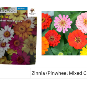 Zinnia (Pinwheel Mixed Colors)
