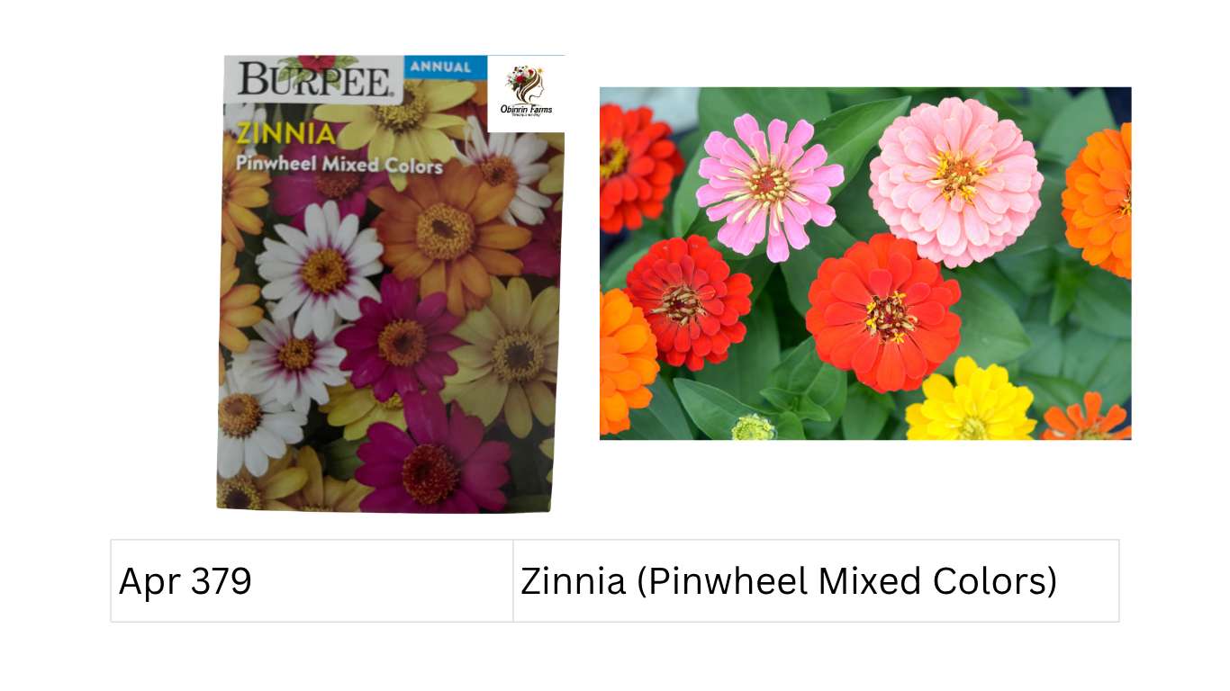 Zinnia (Pinwheel Mixed Colors)