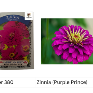 Zinnia (Purple Prince)