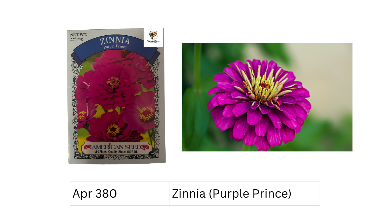 Zinnia (Purple Prince)