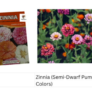 Zinnia (Semi-Dwarf Pumila Mixed Colors)