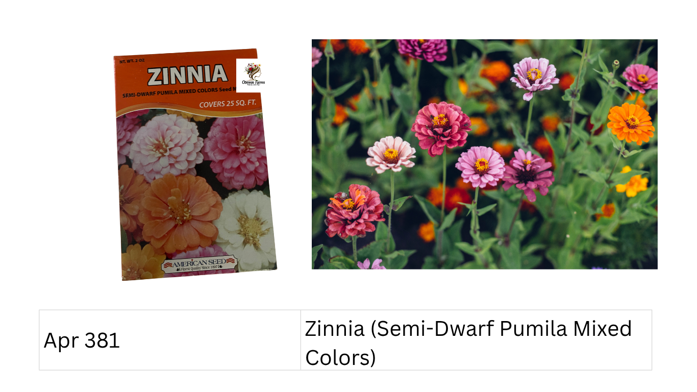 Zinnia (Semi-Dwarf Pumila Mixed Colors)