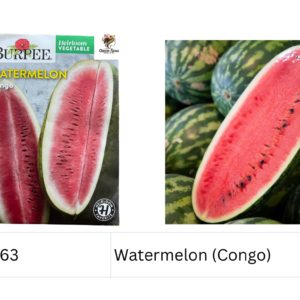 Watermelon (Congo)