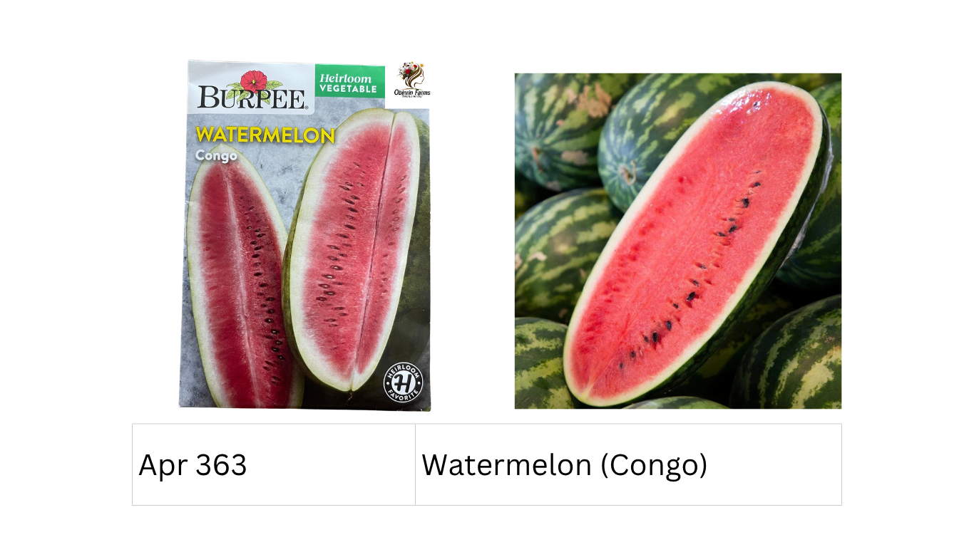 Watermelon (Congo)