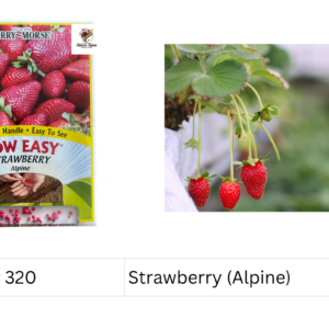 Strawberry (Alpine)