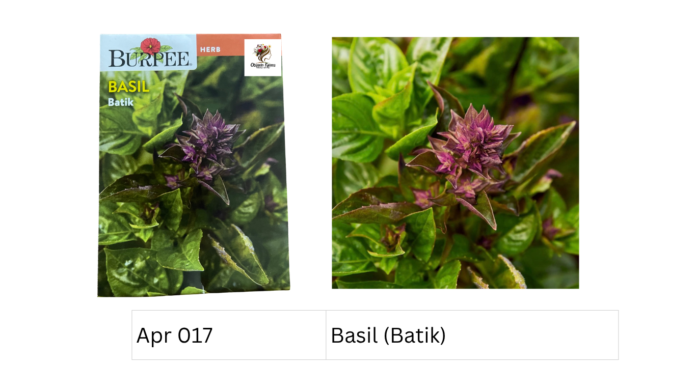 Basil (Batik)