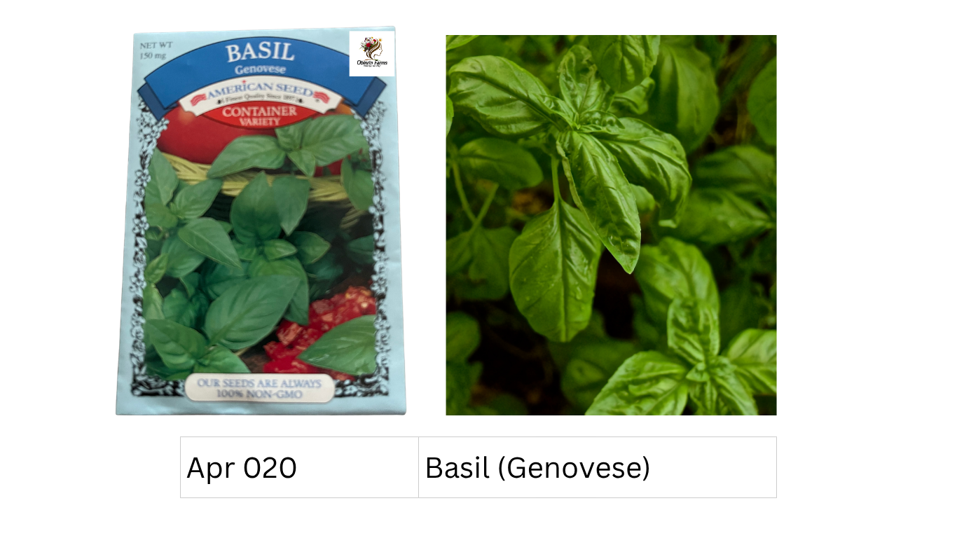 Basil (Genovese)