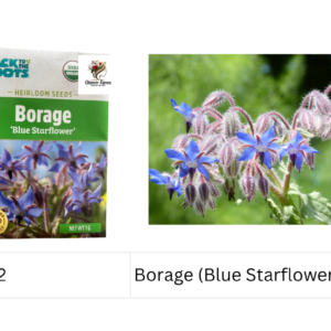 Borage (Blue Starflower)