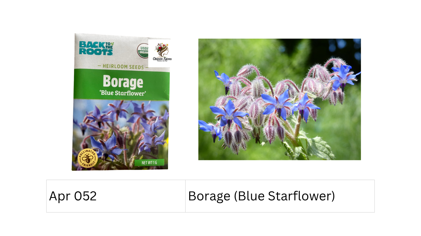 Borage (Blue Starflower)