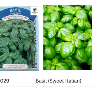Basil (Sweet Italian)