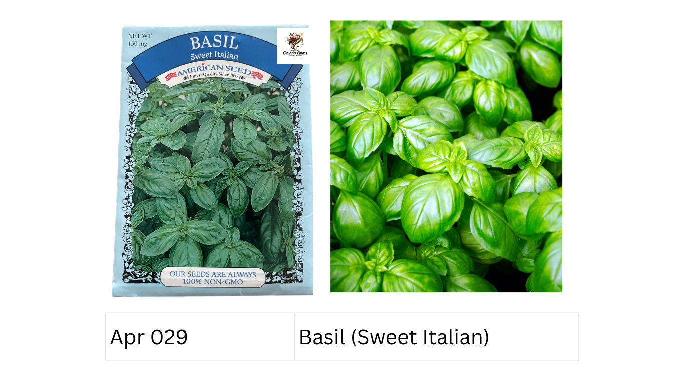 Basil (Sweet Italian)