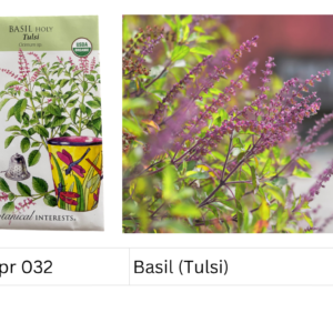 Basil (Tulsi)