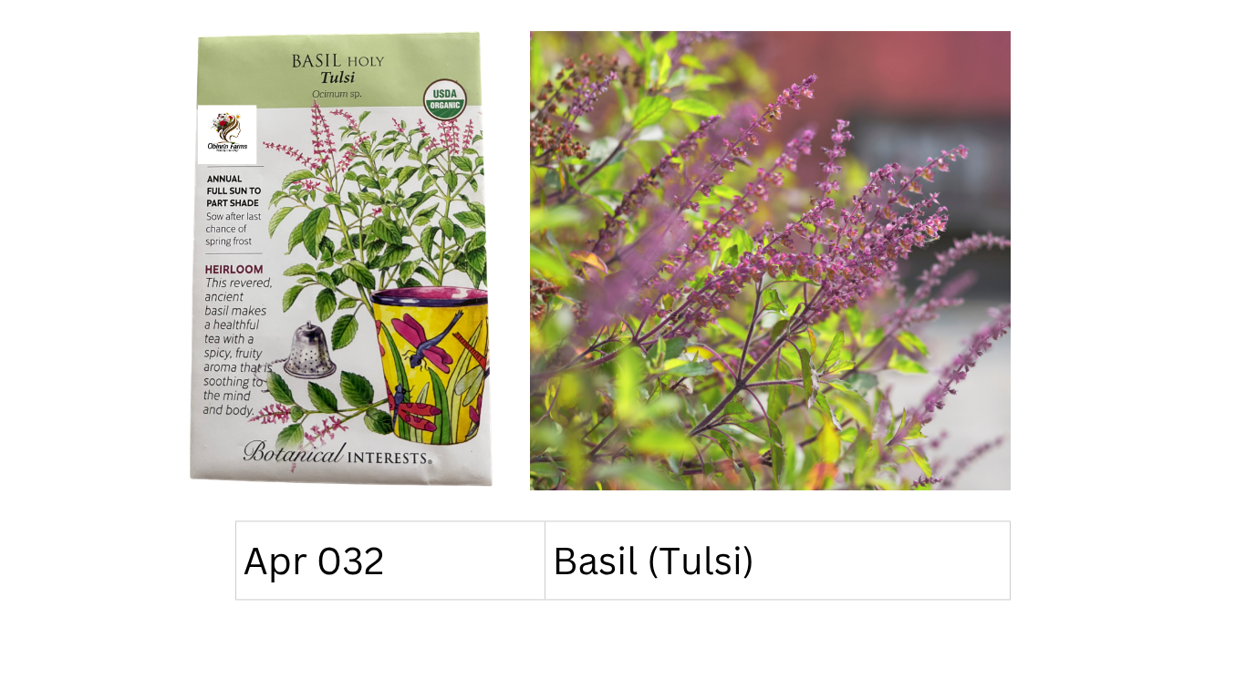Basil (Tulsi)