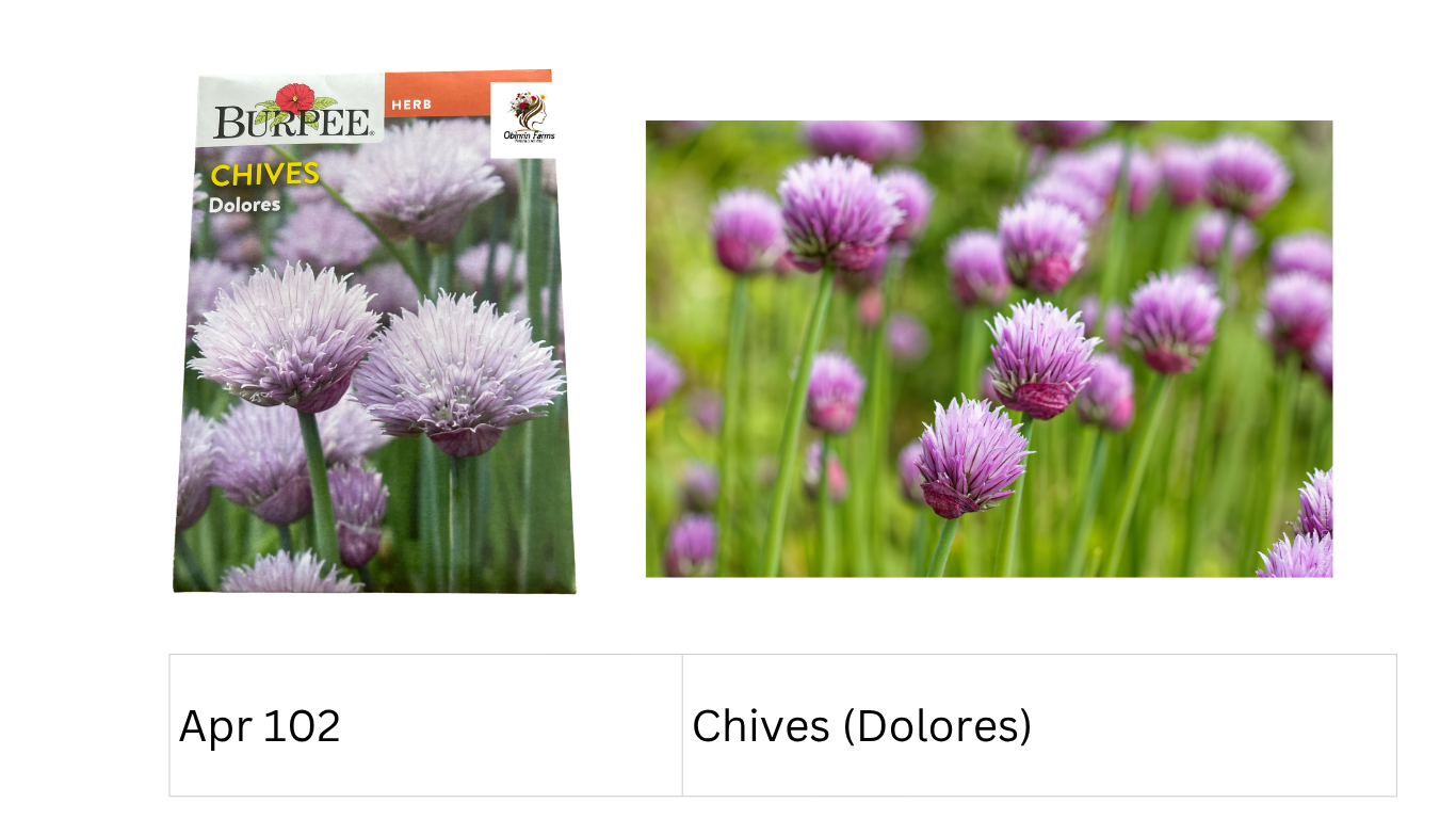 Chives (Dolores)