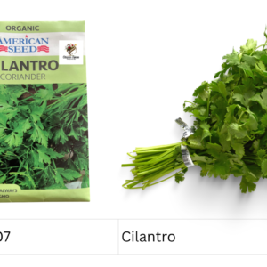 Cilantro