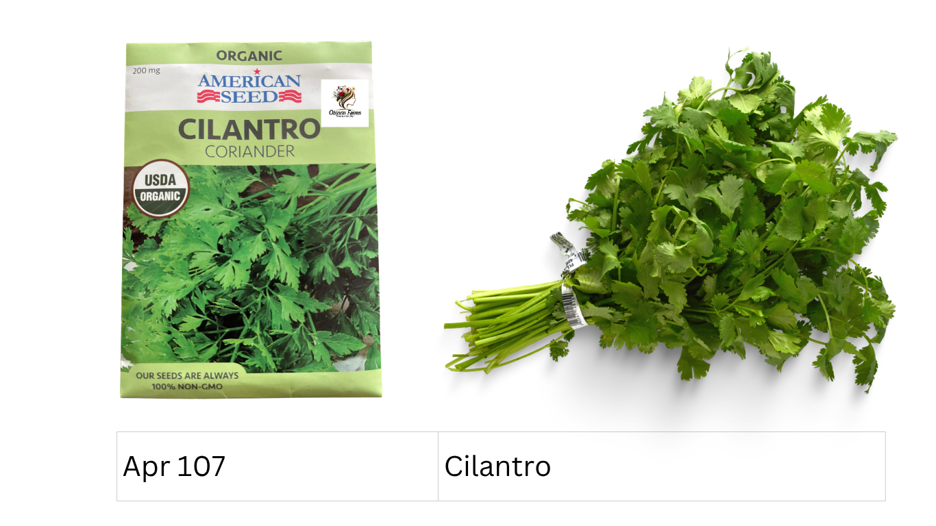 Cilantro