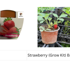 Strawberry (Grow Kit) Basalt Pot