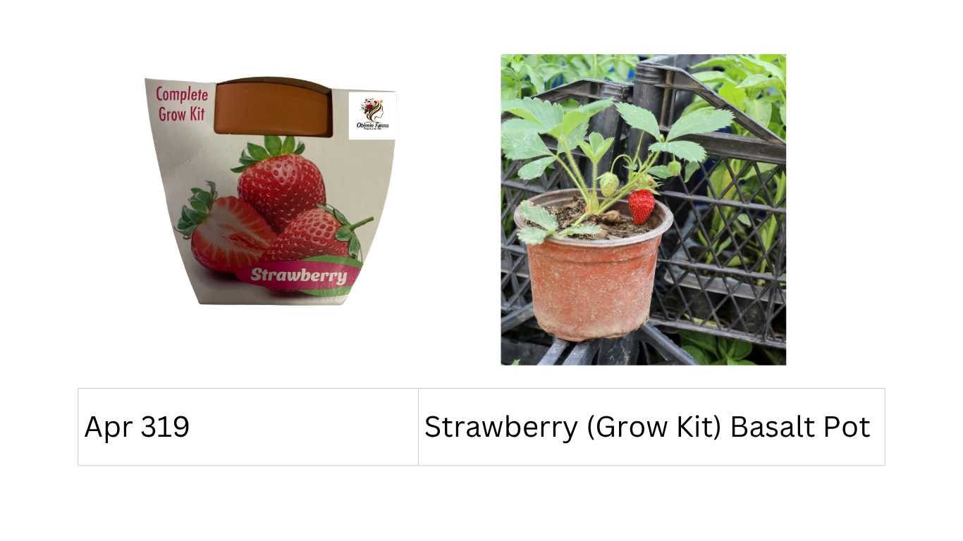 Strawberry (Grow Kit) Basalt Pot