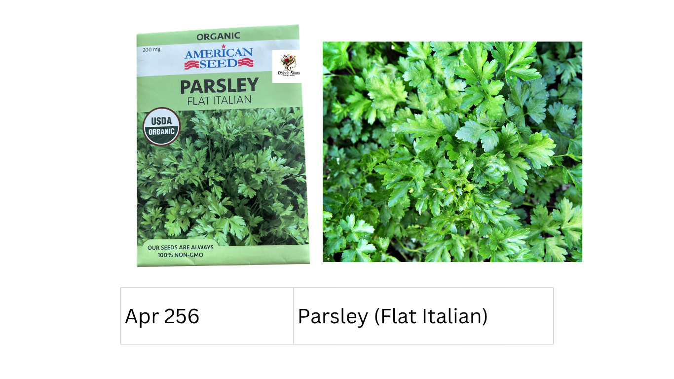 Parsley (Flat Italian)