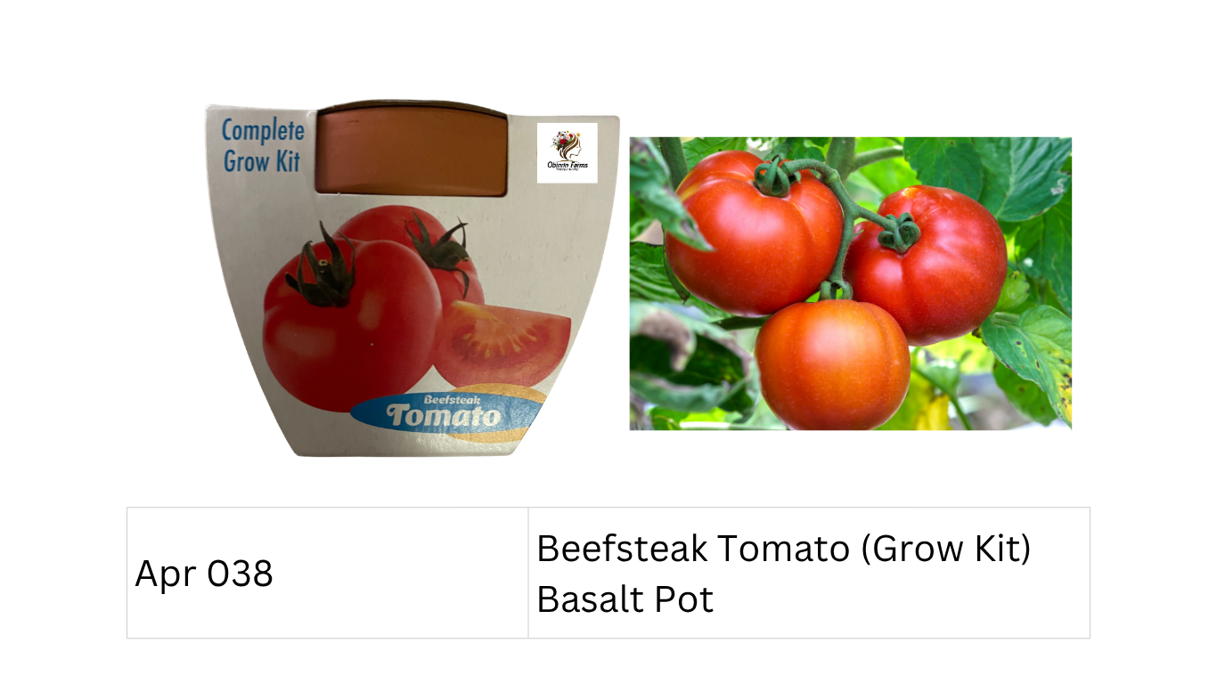Beefsteak Tomato (Grow Kit) Basalt Pot