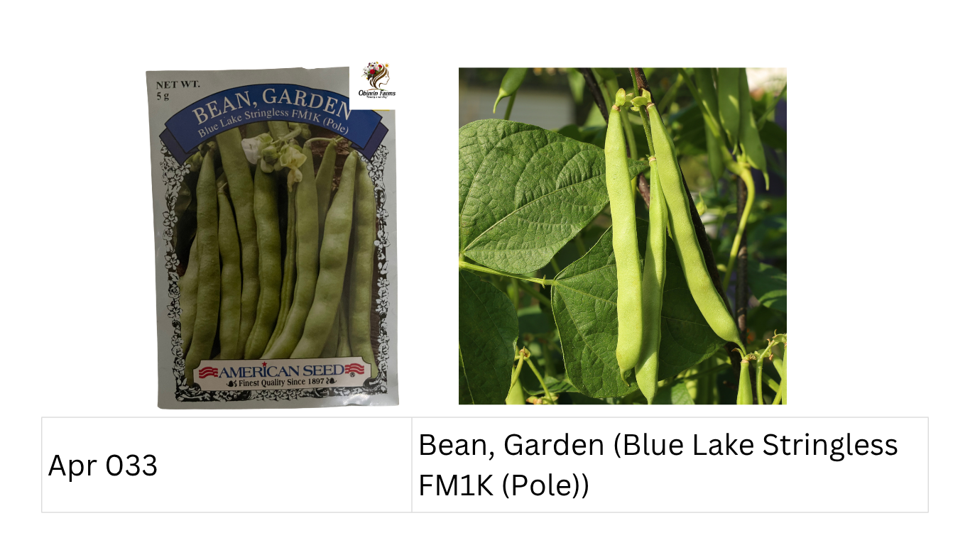 Bean, Garden (Blue Lake Stringless FM1K (Pole))