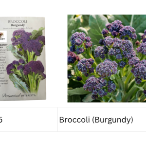 Broccoli (Burgundy)