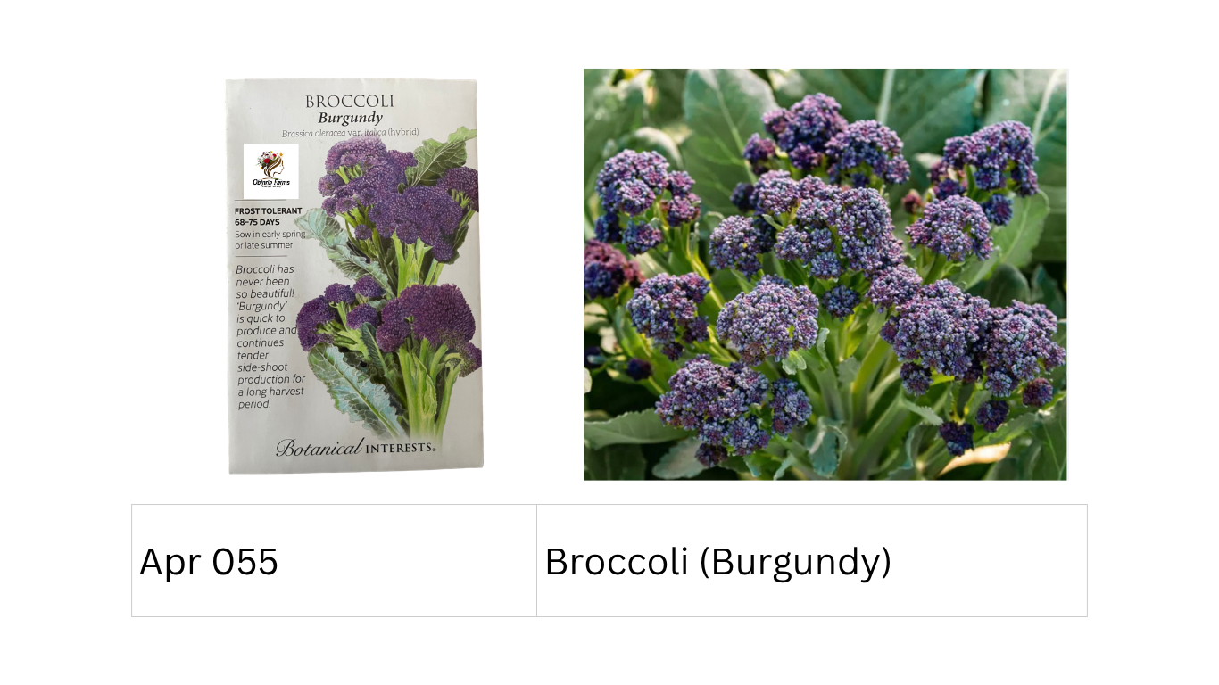 Broccoli (Burgundy)