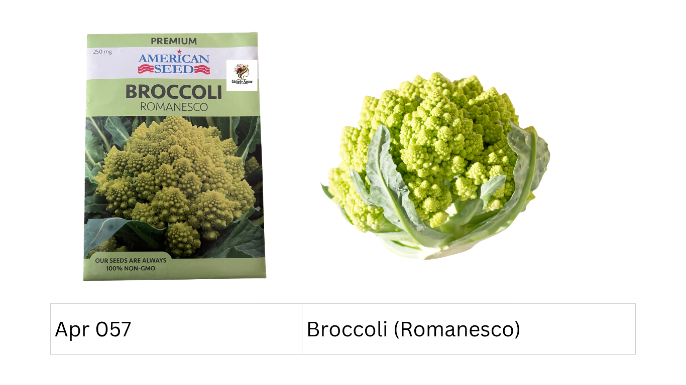 Broccoli (Romanesco)
