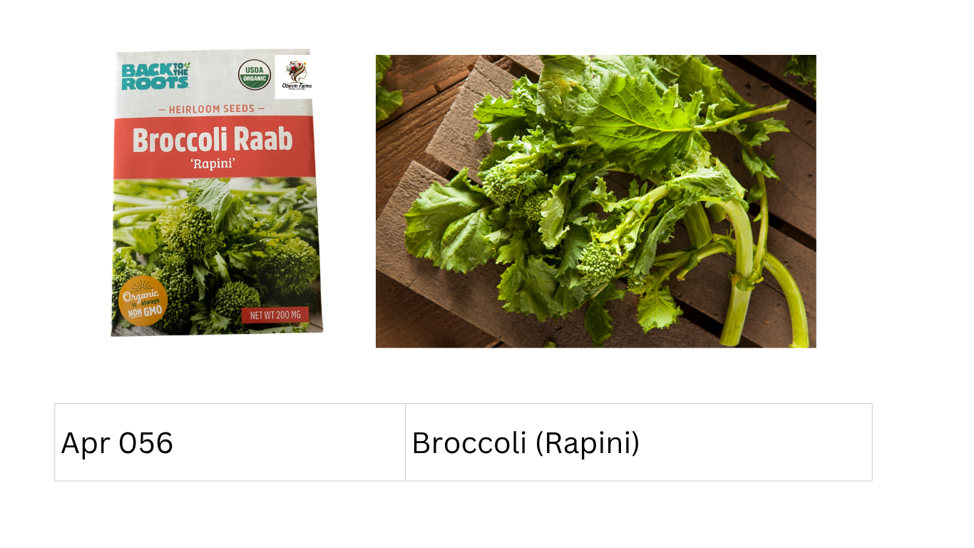Broccoli (Rapini)