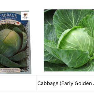 Cabbage (Early Golden Acre)