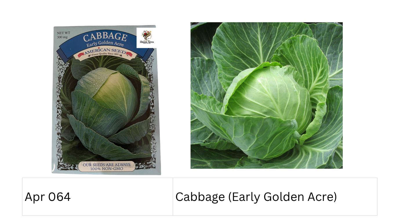 Cabbage (Early Golden Acre)
