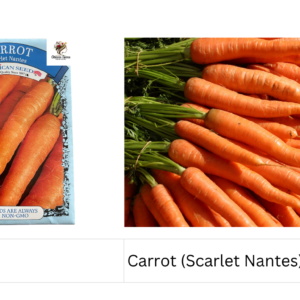 Carrot (Scarlet Nantes)