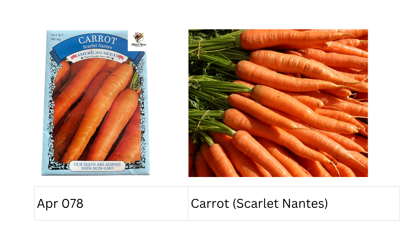 Carrot (Scarlet Nantes)